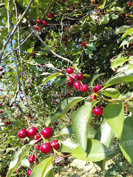 Hand-picked, plentiful cherries for sale