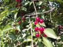 Hand-picked, plentiful cherries for sale