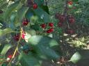 Hand-picked, plentiful cherries for sale