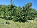 Hand-picked, plentiful cherries for sale