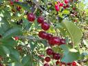 Hand-picked, plentiful cherries for sale