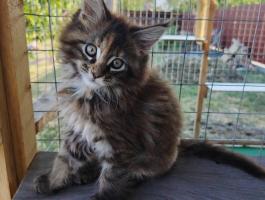 10 hetes Maine Coon kislány