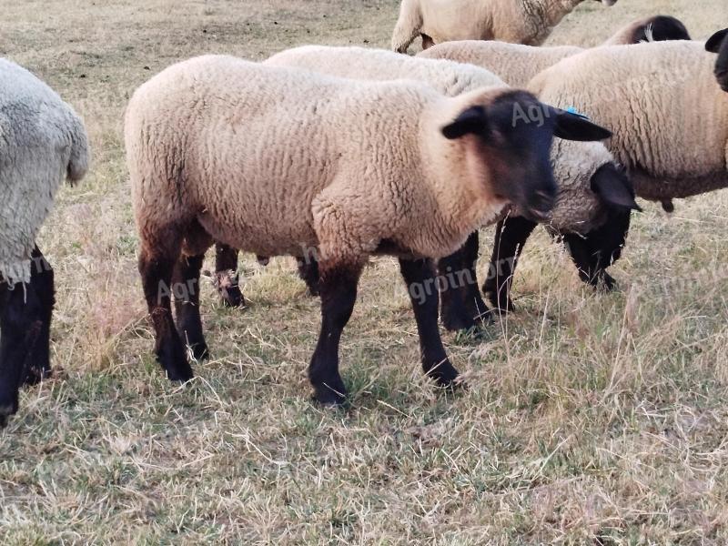Suffolk Schafbock Lamm zu verkaufen