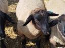 Suffolk Schafbock Lamm zu verkaufen