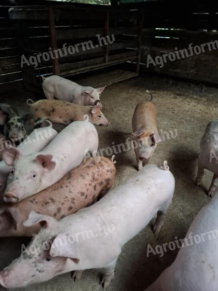 Absetzferkel zu verkaufen