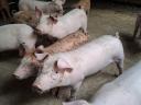 Absetzferkel zu verkaufen