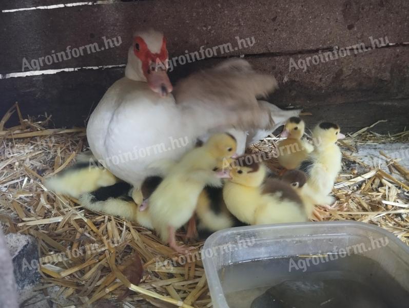 Mute ducklings for sale