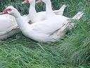 Mute duck, 13 ducks for sale