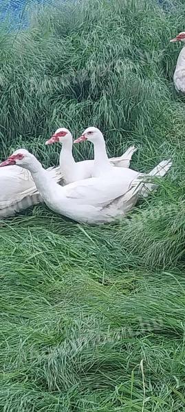 Mute duck, 13 ducks for sale