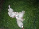 Mute duck, 13 ducks for sale