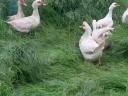 Mute duck, 13 ducks for sale