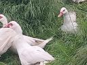 Mute duck, 13 ducks for sale