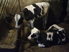 Eladó 2 db Holstein-fríz Borsodban