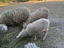Lambs of the year