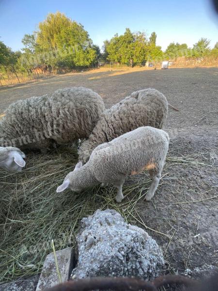 Lambs of the year