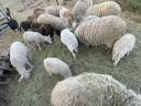 Lambs of the year