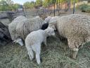Lambs of the year