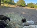 Lambs of the year