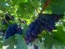 Balaton-Highlands grey-friendly pre-order
