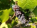 Balaton-Highlands grey-friendly pre-order
