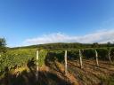 Balaton-Highlands grey-friendly pre-order