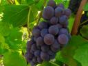 Balaton-Highlands grey-friendly pre-order