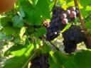 Balaton-Highlands grey-friendly pre-order
