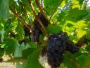Balaton-Highlands grey-friendly pre-order