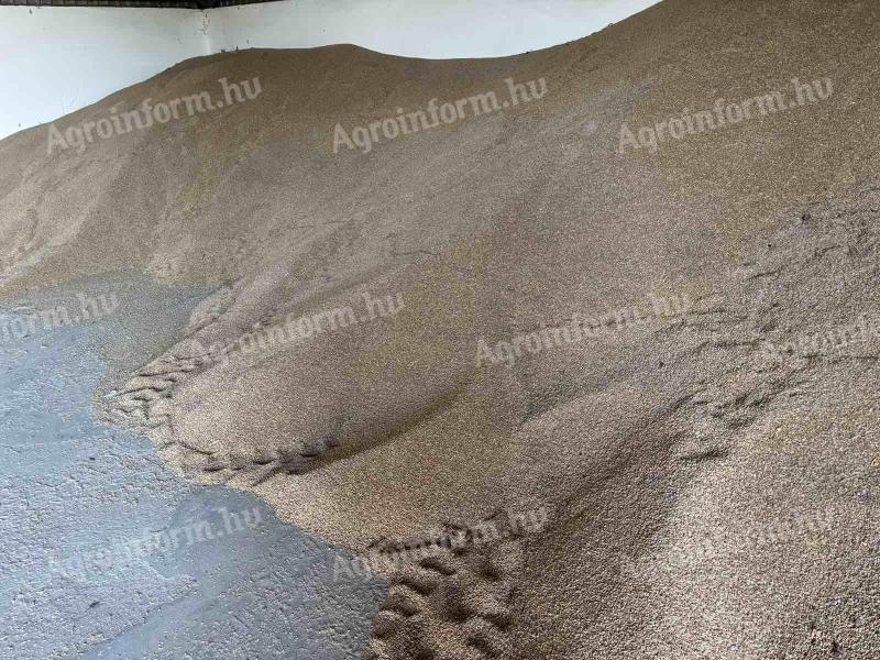 Triticale 2024 - Good quality triticale