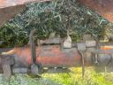 STRUIK, 4-REIHIGER HECKTRETER, HECKTRETER, KARTOFFELTRETER