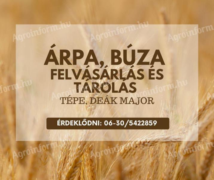 Buying-in and storage of barley and wheat in Tépé