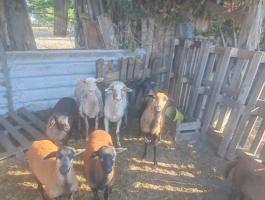 Eladó kameruni és cigája ürü