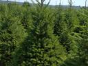 Spruce for sale