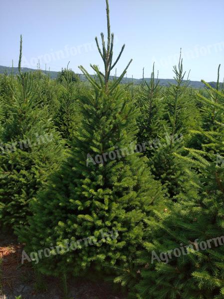 Spruce for sale