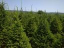 Spruce for sale