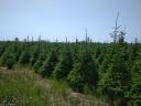 Spruce for sale