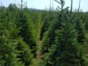 Spruce for sale