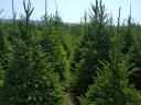 Spruce for sale