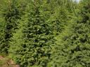Spruce for sale