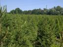 Spruce for sale