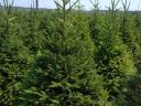 Spruce for sale