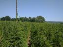 Spruce for sale