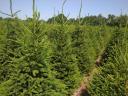 Spruce for sale
