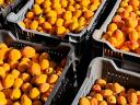High quality apricots for sale from producer