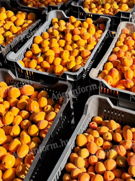 High quality apricots for sale from producer