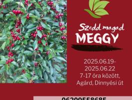 Szedd magad meggyvásár!