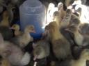 White goose 1 week old for sale in Debrecen