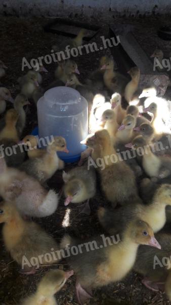 White goose 1 week old for sale in Debrecen