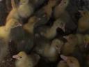 White goose 1 week old for sale in Debrecen