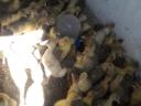 White goose 1 week old for sale in Debrecen
